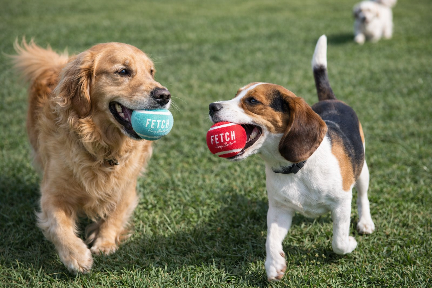 Dog Toys- 2" Fetch Play Balls-3 in a Box