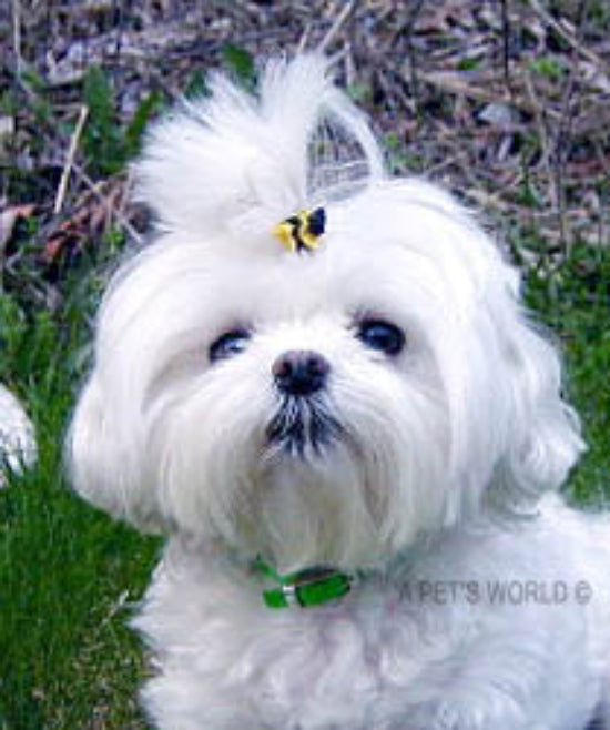 Dog Hair Accessory-Bee Double Elastics in dog's hair - A Pet's World