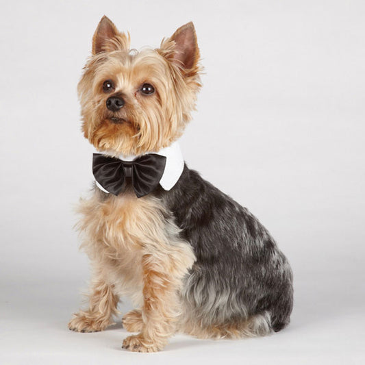Black Bow Tie White Collar Size Small - A Pet's World
