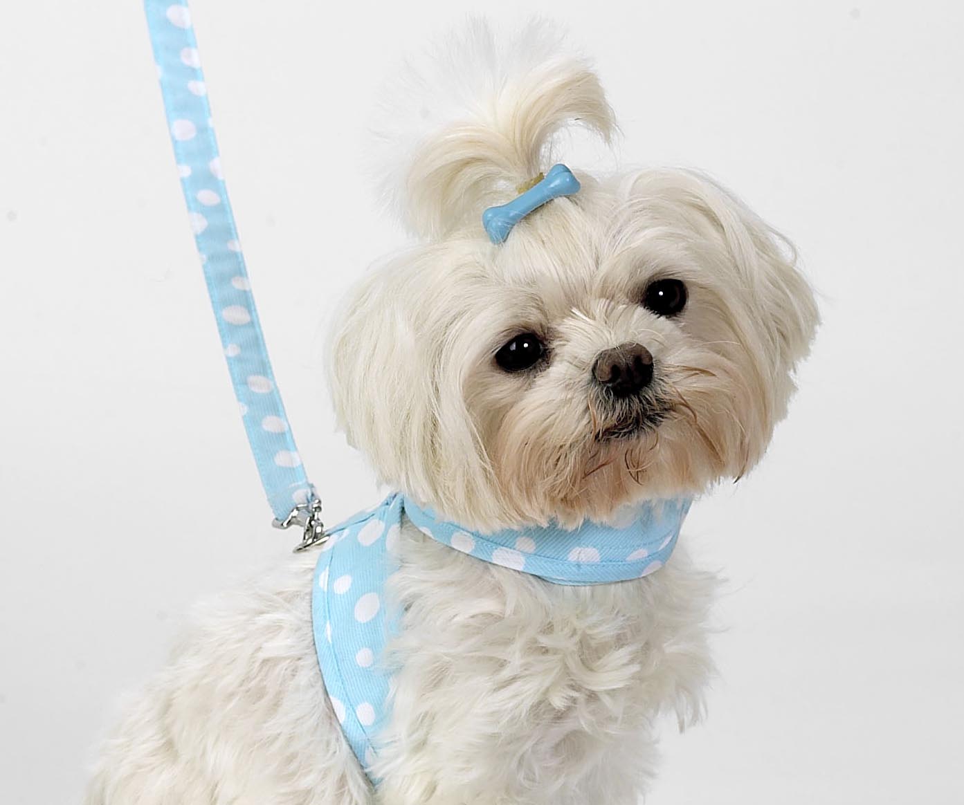 Dog Hair Accessories-Dog Bone Barrettes - A Pet's World