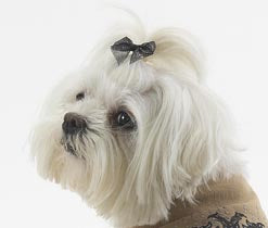 Dog Hair Bows- Glitter Bows - A Pet's World
