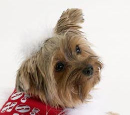 Dog Hair Accessory-Maribou Barrette - A Pet's World