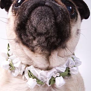Embellished White Ribbon Dog Collars with Petal Flowers and Pearls - A Pet's World
