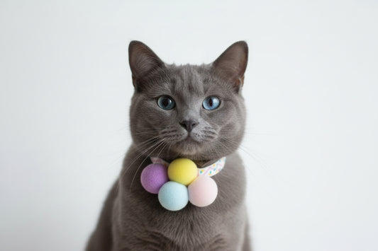 cat with pink pompom collar