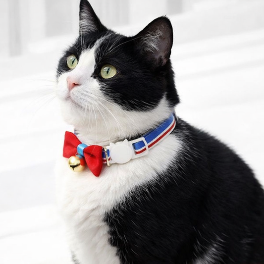 Black and white cat wearing a colorful collar with a bow tie and bells on a white background