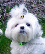 Load image into Gallery viewer, Dog Hair Accessory-Bee Double Elastics - A Pet&#39;s World

