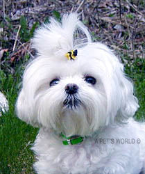Dog Hair Accessory-Bee Double Elastics - A Pet's World