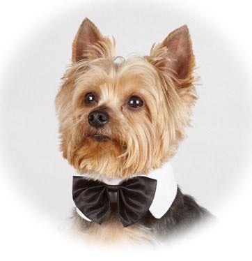 Black Bow Tie White Collar Size Small - A Pet's World