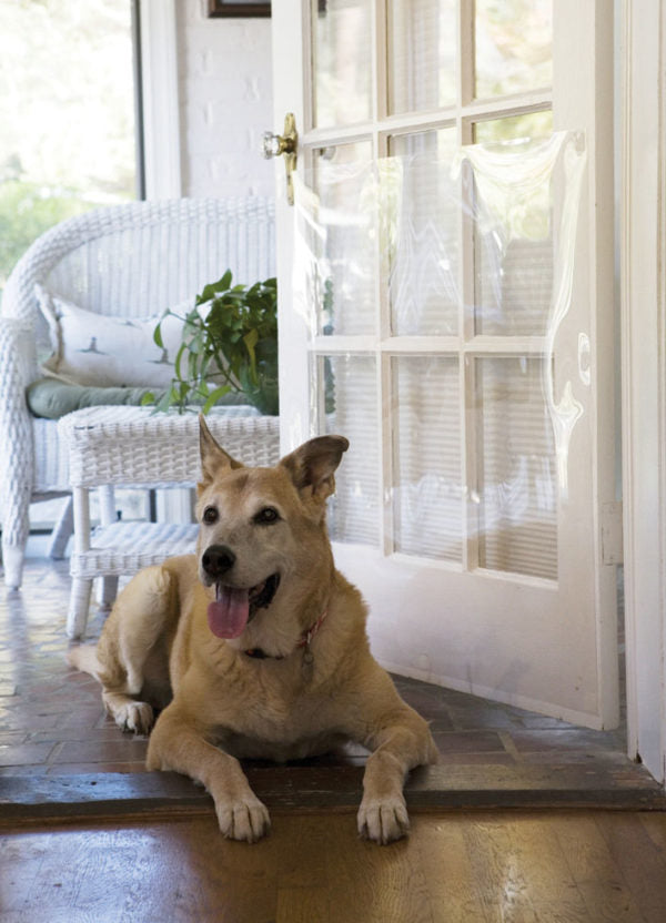 Protective Door Shield - A Pet's World