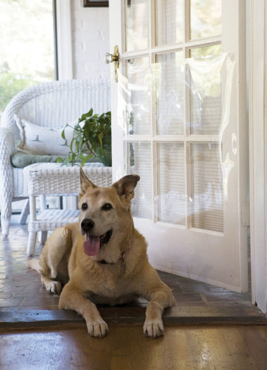 Protective Door Shield - A Pet's World