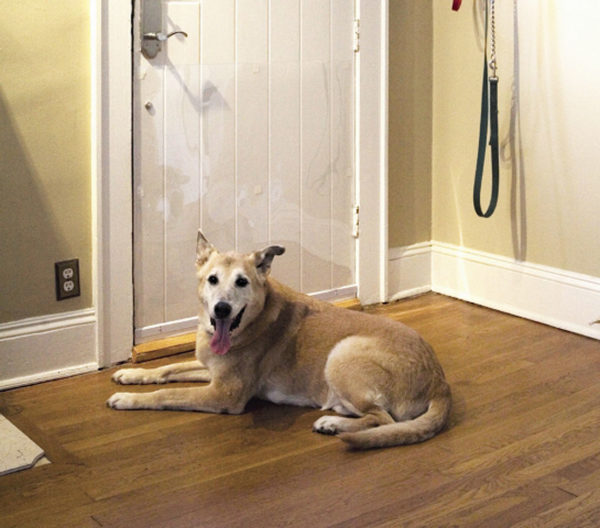 Protective Door Shield - A Pet's World