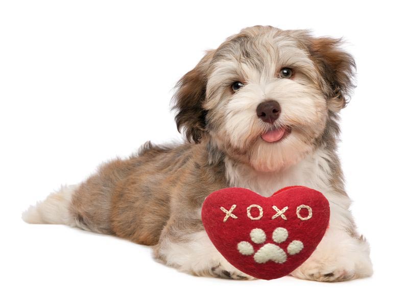 Dog Toy- 3 Heart Felt Squeaker Toys - A Pet's World
