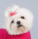 Load image into Gallery viewer, Dog Hair Bows -   Satin Stripe with Rhinestones - A Pet&#39;s World
