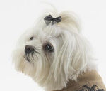 Load image into Gallery viewer, Dog Hair Bows- Glitter Bows - A Pet&#39;s World
