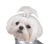 Dog Hair Bows- Metallic Rhinestone - A Pet's World