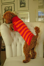 Load image into Gallery viewer, Poodle modeling Azalea + Orange stripe Turtleneck  Cotton Striped dog Sweater
