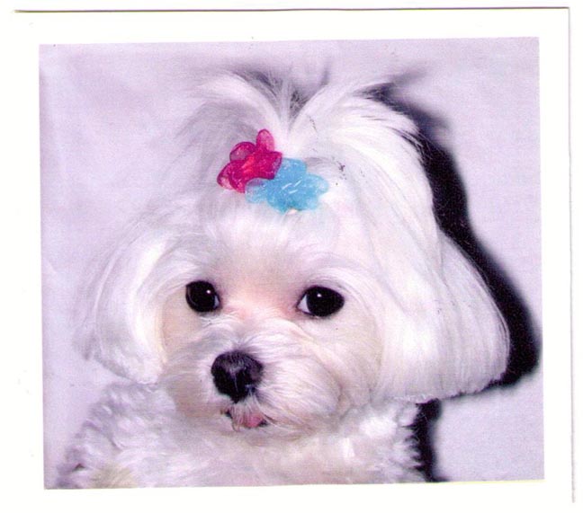 Dog Hair Flowers-Sequin Petal Flowers with Elastics - A Pet's World