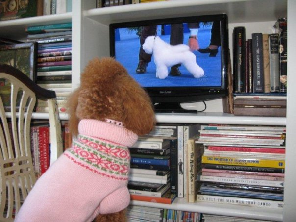 Dog Sweaters-Pink Fair Isle - A Pet's World