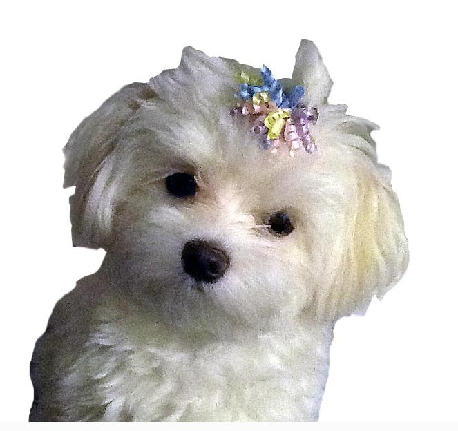 Dog Hair Accessory-Pastel Curly Ribbon Barrette - A Pet's World
