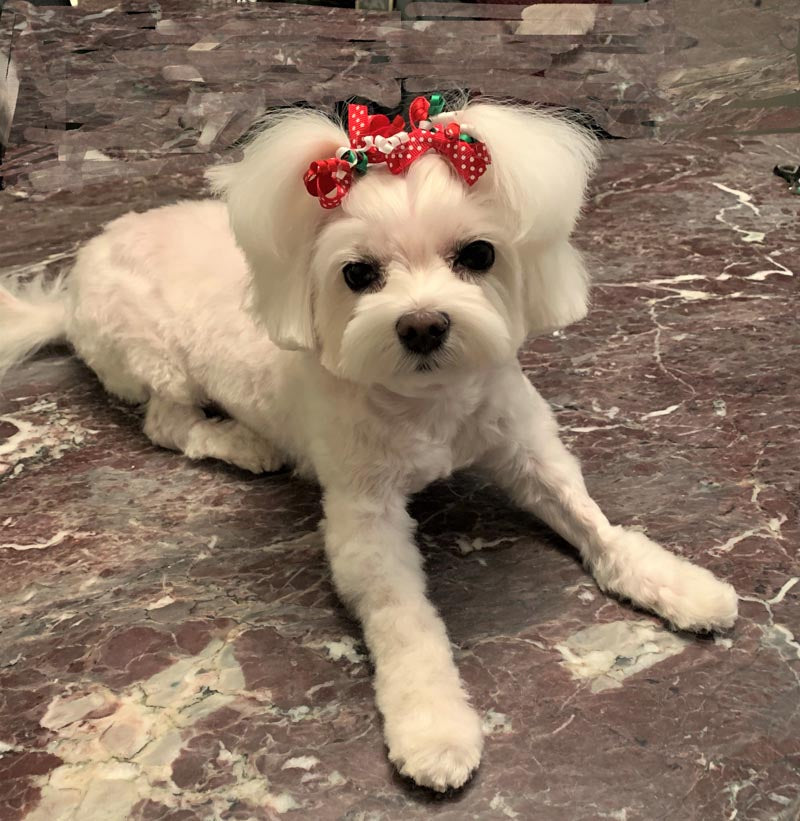 Suki wearing 2 Christmas Polka dot party bows in her pony tails